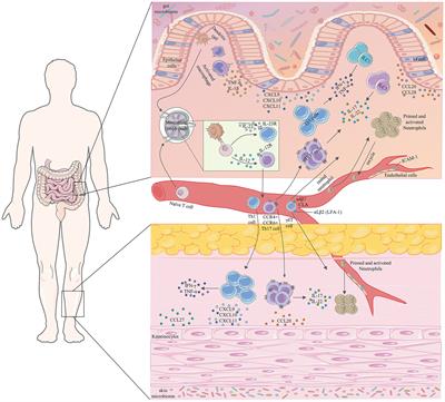 Cutaneous manifestations of inflammatory bowel disease: basic characteristics, therapy, and potential pathophysiological associations